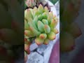 Jelly Bean Plant Succulent Plants Basic Knowledge Tipssucculent Jelly Bean Plant Indoorplants