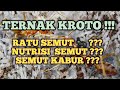 KROTO Bersih Dari Semut Rangrang TERNAK Bukan Alam