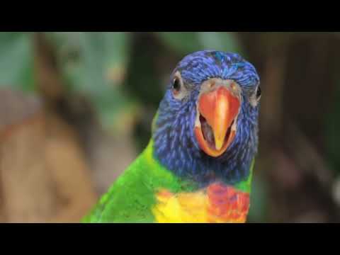 Feathered Friends: The Complete Guide to Caring for Pet Birds