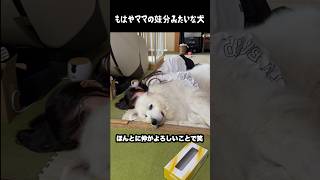 もはやママの妹分みたいになってる愛犬 #グレートピレニーズ #大型犬 #愛犬 #かわいい犬 #greatpyrenees