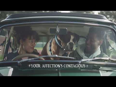 A wholesome British-made bowlful from Butcher's Nourishing Food for Dogs 🐶🐾