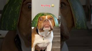 My Dog Vs. My Friends Dog 🤣