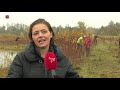 Vrijwilligers helpen bomen verhuizen in Bant.
