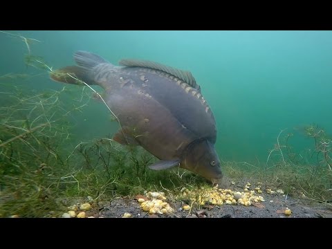 Karper i den tjekkiske grusgrav