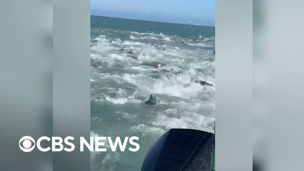 Fisherman captures shocking shark feeding frenzy off Louisiana coast