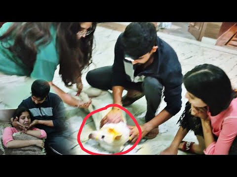 Dezzy🐕 ka Operation our Astha rone lagi