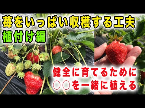 収穫量を増やす新しい方法?