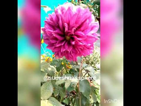 Different types of flowers!! 💐🍂 #gardening in home #flowers #love #sudeshna'ssphere