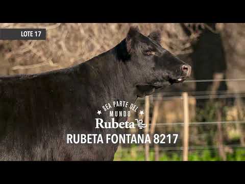 RUBETA FONTANA 8217 - LOTE 17