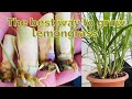 How to grow Lemongrass | growing lemongrass plants at home.
