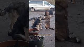 All Dogs (Don't) Go To Heaven