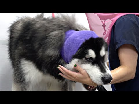 Stole my shoe and bit me! | Crazy Alaskan Malamute