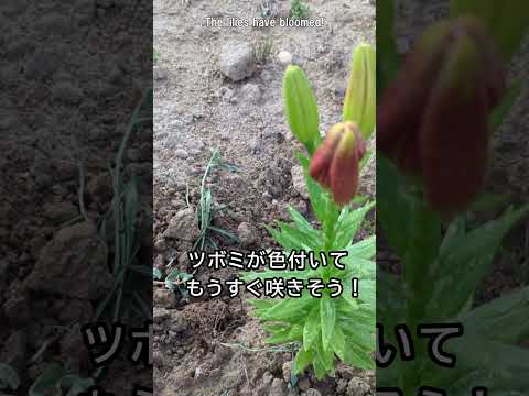 青いヤシのユリ 植物