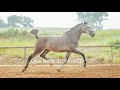 Filly Lusitano For sale 2020 Roan