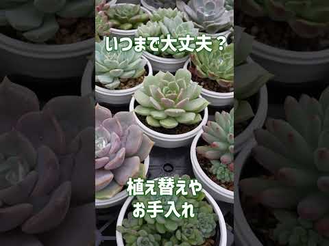 メンテナンス不要の室内吊り下げ多肉植物：お家に吊るせる8種  庭園