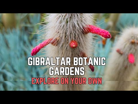 Gibraltar Botanic Gardens Explore On Your Own The Alameda Guide #travel  #explore #gibraltar #guide