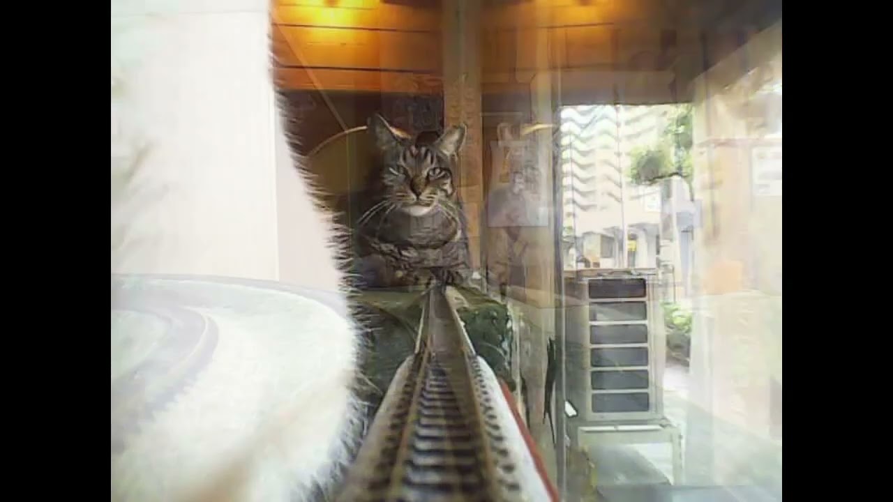 Here’s to another great April! The cats had a peaceful day.