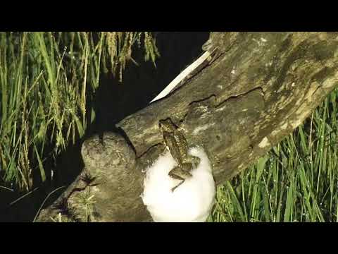 Djuma: Frogs making new foam nest - 05:02 - 01/07/21