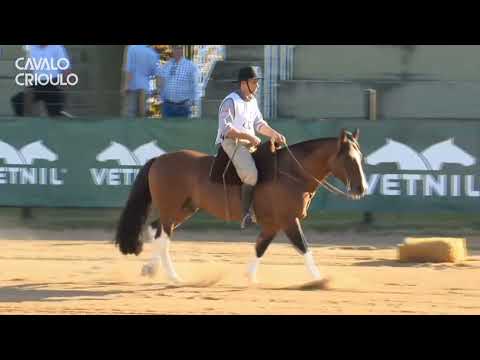 Trote Largo do Recanto Crioulo • Melhor Prova de Andadura (Machos) na Classificatória do Paraná 2024
