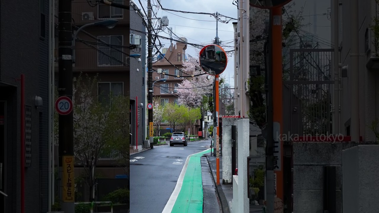 Rainy day in Sakura Season in Tokyo☔️🌸#sakura #rain #japan #Tokyo #street #cinematic #vibes #viral