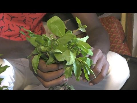 Ein Land auf Droge: Kath lähmt Dschibuti