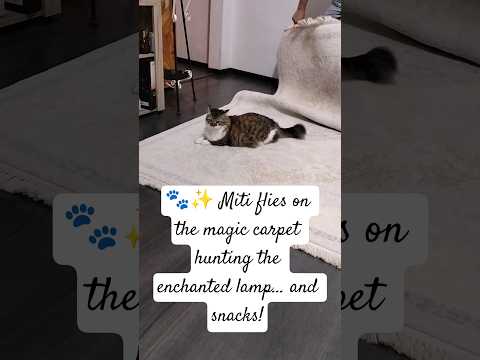Miti on the Magic Carpet🐾✨ #cat #magiccarpetride #cutecat