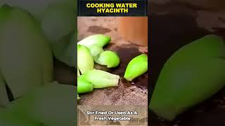 Delicious Dishes From Water Hyacinth