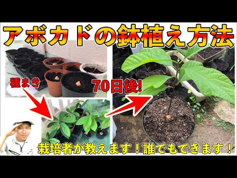 , title : '【アボカド鉢植え栽培】鉢増し！植えかえ！土の作り方を紹介！【ガーデニング】【園芸】How to grow potted plants. Introducing how to make soil!'
