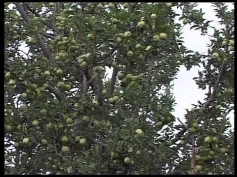 Urdu Khutba Juma on September 2, 1983 at Nasir Abad Sindh by Hazrat Mirza Tahir Ahmad