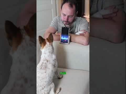 Pampi skúša umelú inteligenciu na svojom novom mobile Samsung Galaxy S25 Ultra. #pampi #teamgalaxy