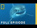 Shark Queens Le Dominatrici Dell Oceano SPECIALE Episodio Completo Shark Queens