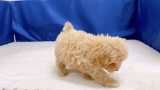 ハーフ犬の動画01