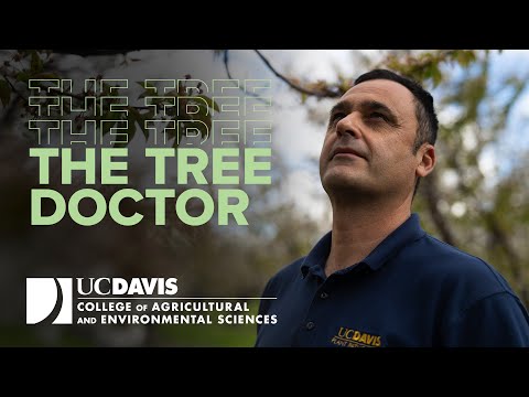 The Tree Doctor of UC Davis