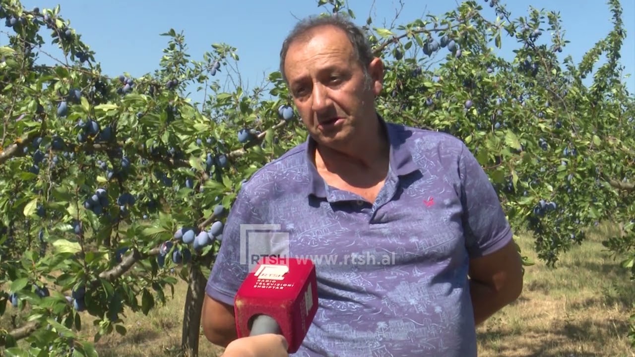 Fermeri përballet me sfida, problem krahu i punës dhe tregu