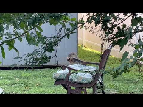 Groundhog Snacking on the Customer's Apples in Deal, NJ