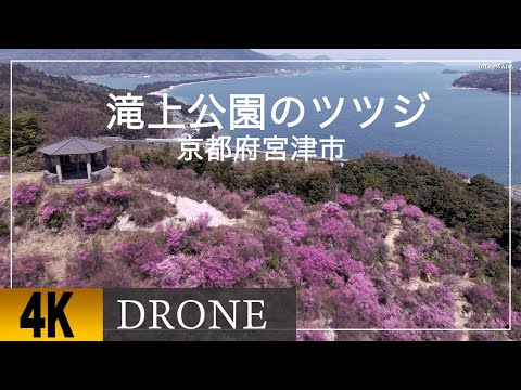 【宮津市滝上公園ツツジの開花をドローン空撮】Aerial view of flowering of azaleas in Takigami Park, Miyazu City with a drone