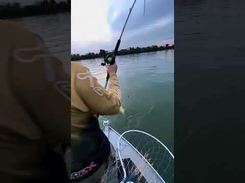 Dourado no rio Paraná, pesca em Querência do Norte, Porto 18. Telefone de contato 44984621094