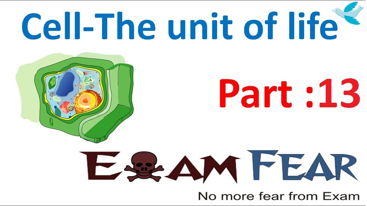 Biology Cell Unit of Life part 13 (Nucleus: Nucleolus,Nuclear membrane, Chromatin) CBSE class 11 XI