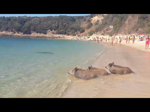 Arrábida - javalis na praia dos galapos
