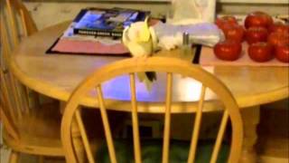 COCKATIEL on CAFFEINE - Funny !!!!!!