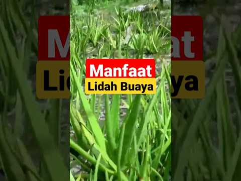 Manfaat Tanaman Lidah Buaya Untuk Kesehatan Dan Kecantikan #shorts