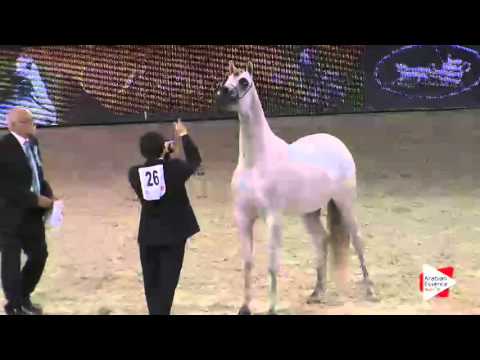 WAHC 2015 - Junior Fillies Ch.