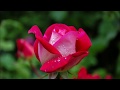 The Rose - The Solway Band (written by Amanda McBroom)