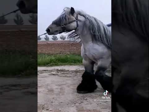 el caballo más grande