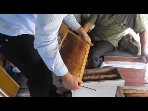 BAŞLATMA KOVANINDAN ALINAN ANA ARIYI SUNNİ BÖLMEDE KULLANMA