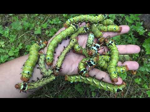 Biggest Caterpillars -  Citheronia regalis (Hickory horned devil) Regal moth