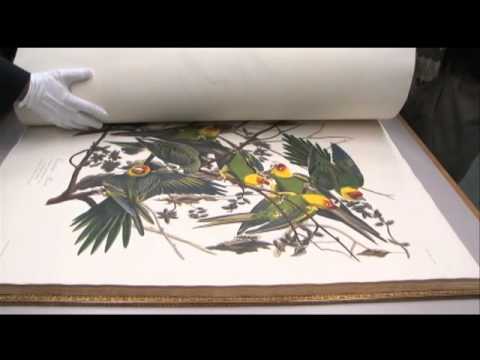 Audubon's Birds of America book
