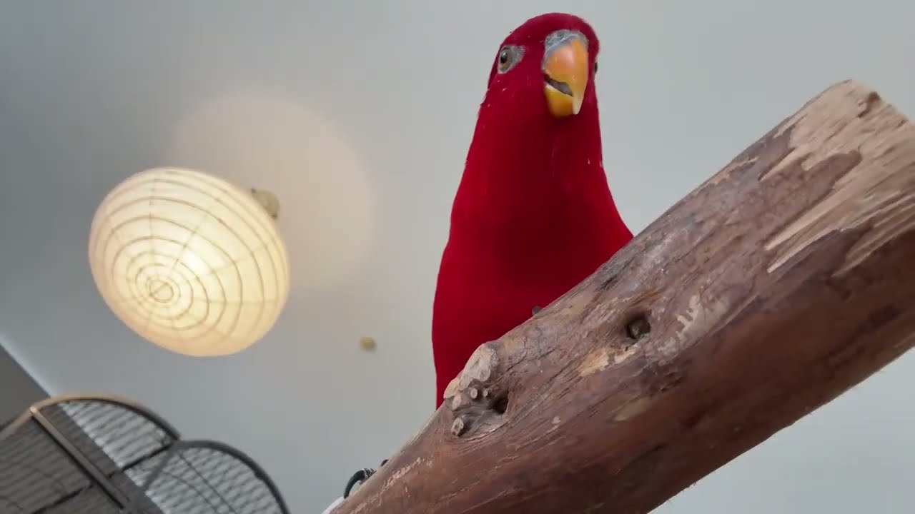 livestream wuewuewuewue