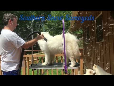 image-What kind of coat does a Samoyed have?