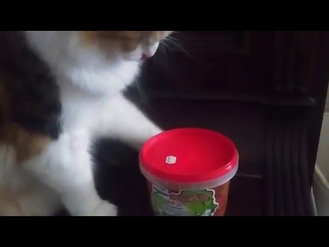 Kpopalypse's cat reacts: Taeyeon (Girls' Generation)